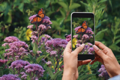 A phone capturing a picture of a butterfly on a plant