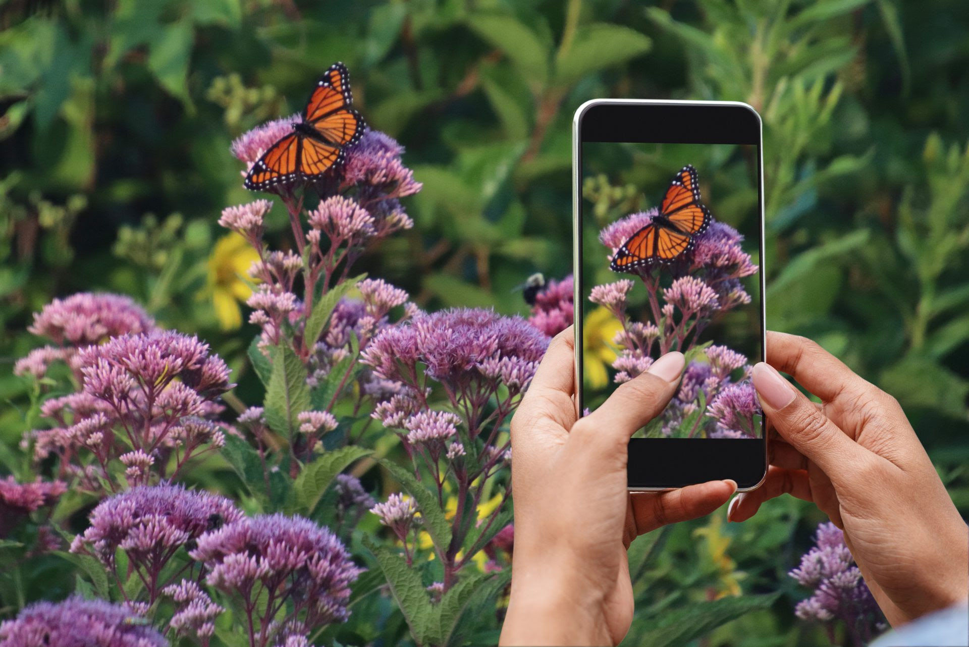 A phone capturing a picture of a butterfly on a plant
